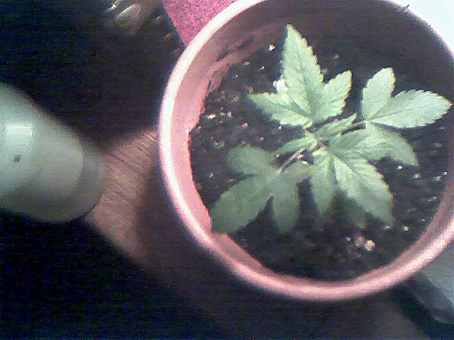 My indoor plant my dad said he knew about her, and he didnt care so I am gonna plant her back outside again and have my dad water her while I am away at the lake cabin well I will update my plants when I get back but till then I will c ya later