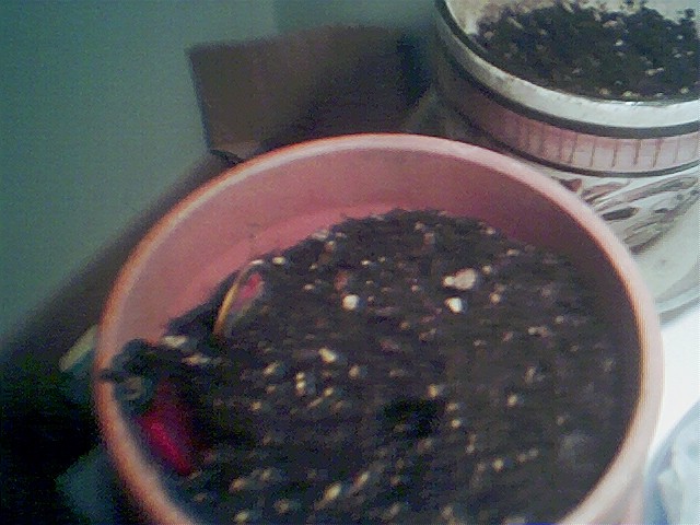 I just planted my seeds after I germinated them I planted them about 8:00 PM Monday on Aug 9th 2004.