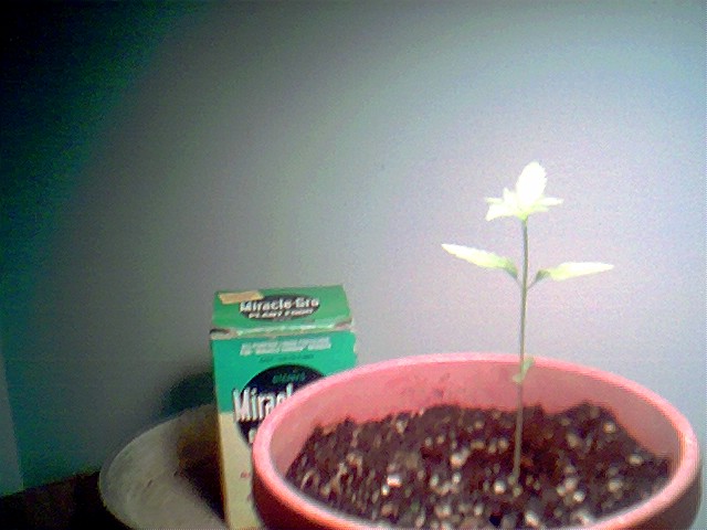 A close pic of my PLANT