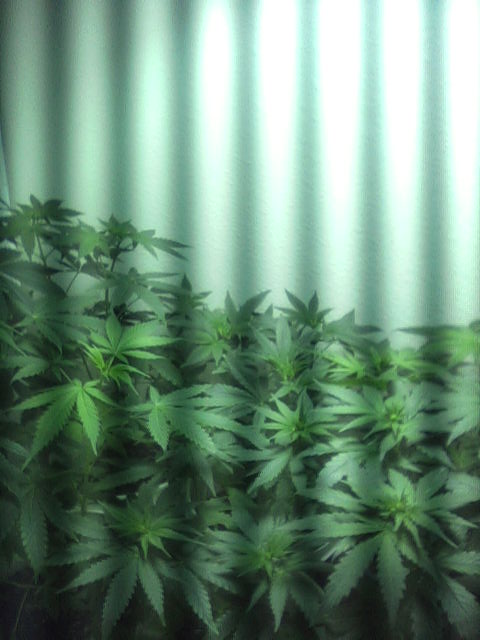 This pic shows 6 of 8 plants (1 male already pulled) The two taller plants on the left and the runt in the back right were topped once leaving them two main growth tips while the other 3 plants topped twice with 4 main growth tips. 8 days into 12/12 light cycle.