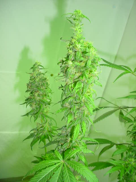 About ready to harvest. This is my favorite of the three plants that turned out to be female. 8 weeks flowering in this pic. Can't wait to taste it!!