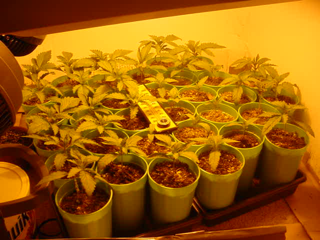 In this pic they are all 6-9 days old as the seeds sprouted above ground on 4 seperate days.