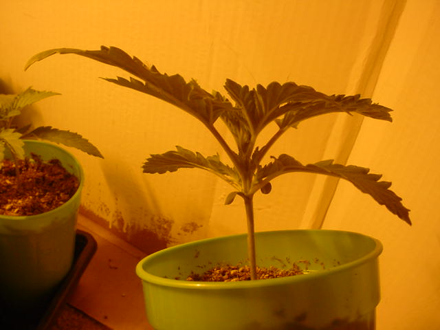 this is the same seedling in the previous picture