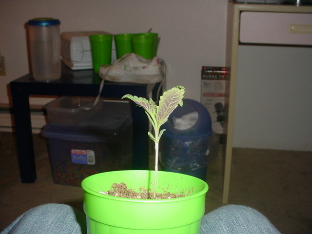 this is the underside of the previous seedling 8days old. weird puple color on the undersides of its leaves never seen that before.