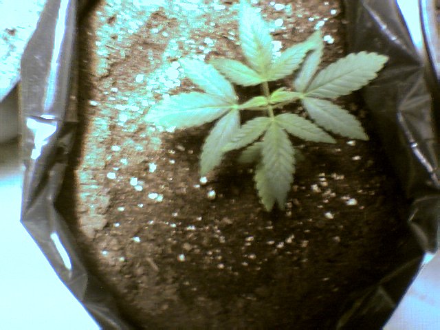 This is growing very nice