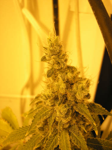 Blue Rhino Nugget.