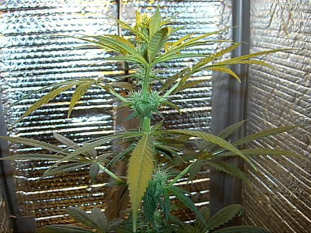 The top half of the plant, looks Sativa dominant. I think? 