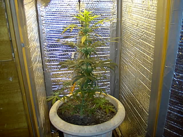 Full shot of her. Only vegged for four weeks, still standing near 3 feet tall.