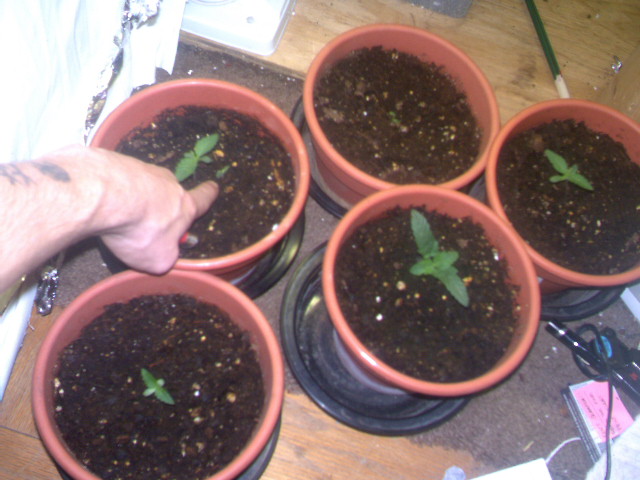 all 6 of my babies in 5 pots. the one that looks empty isnt, the sprout is retarded or somthing. so is the one i'm pointing to