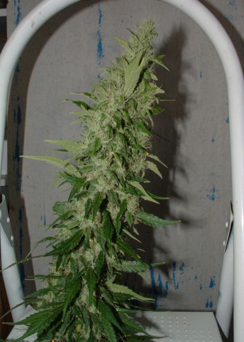 well they have been cut down, i had alot of mould in the k2, lost half, but cali o looks great, these buds are at least 12