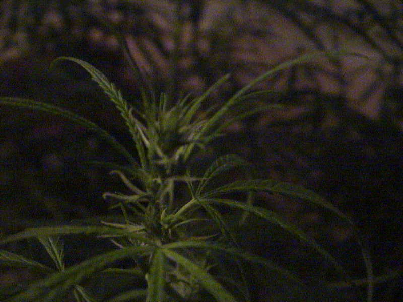 Starting to bud.