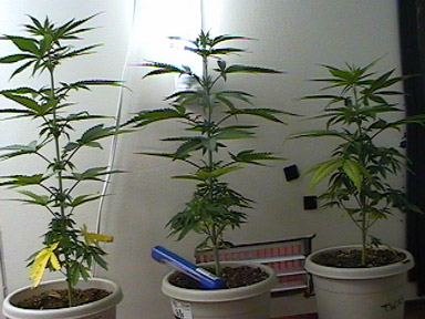 These 3 are the slimmer of the 6. Day one of flower Week 7 Veg.....Time to bud these hoes out. Who wants to work for Pappa.