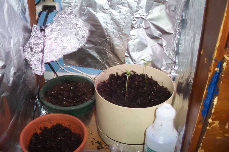 the orange pot is to germinate the seeds in, the green one has a sprout and the other two are in the beige pot