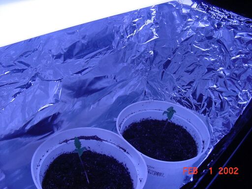 This is another shot of plants 2 and 3 from a different angle. Plant 2 is the near one 3 is the far one.