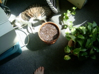 As you can see, not much going on.  But my little seeds have my Devil's Ivy and my Little Kitty to keep them company.