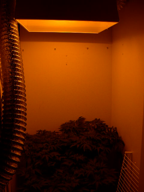 I installed the 1000W HPS and ventilation system. Temperatures are steady at 72.8 and they eat/drink three times faster than under fluorescents.