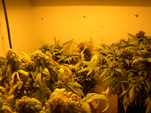 I have been moving these plants up gradually, closer to the light. At a distance of about 5