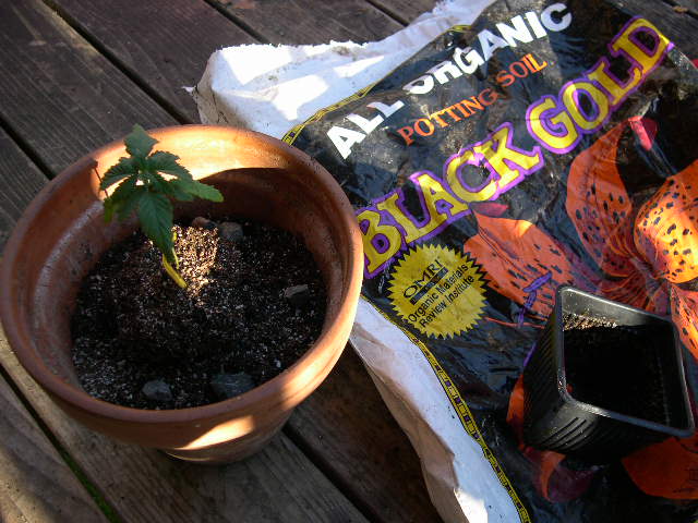The 1-pint container is thin plastic, and this allows me to squeeze the sides and bottom while lightly watering to loosen the roots. I don't want any damage to come to these fragile root structures. They will be transplanted into a nutrient-rich mix (Black Gold). I add stones throughout the mix to keep the soil structure intact and to make the environment a little more like nature. It also helps keep the soil level up during waterings. My method for transplanting involves flipping over and squeezing the container in one hand, while holding the base of the stem between the middle and ring fingers in the other hand. I also make sure to keep my hand flush against the top soil to keep too much of it from falling out, and I find this to help keep the root structure intact as well. As you can see in this picture the young plant is perfectly intact and placed in the middle of the pot.