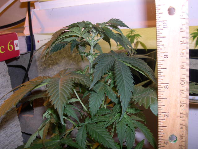 The NL #5 'C' is the only female of the three I germinated. She is now named Larenta. Names are not necessary for plants, but I assign a Goddess alias to every female I cultivate.