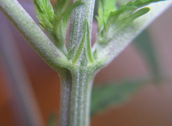 Pistils