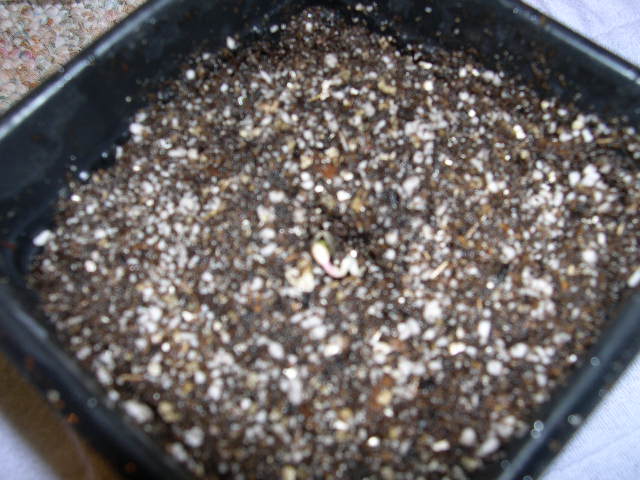 Careful. At this point, damaging the root, seed head, or cotyledons could easily kill your plant. I remove the seed from the Kleenix and place the root tip facing downward into the hole I created in the soil.