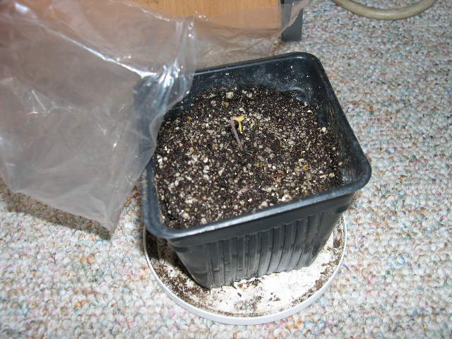 After 3 days the seedling has sprouted, and it is now time to remove the plastic bag. This seedling is ready for some fluorescent lighting.
If a plant takes more than 5 days to pop up out from the soil I assume that nature chose another destiny for it, and I re-use the soil and recycle the seedling (compost).