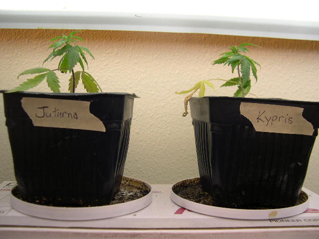 These are the third and fourth pure-water clones to develop roots. After 2 weeks in soil both are showing new growth on top coupled with slight yellowing on the bottom leaves. They have successfully adjusted to the soil and are starting to grow new leaves and nodes. After they develop a few more new leaves I will transplant them into larger pots.