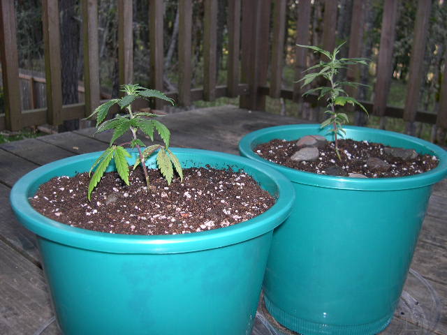 Here they are; healthy and rooting (Hera right, Iris left). A few weeks under fluorescents, then under the HPS for supreme vegging and flowering. These two will now be featured in the 'Indigo's Harvest 2004b' garden. I'm such a ham, but I love cultivating!