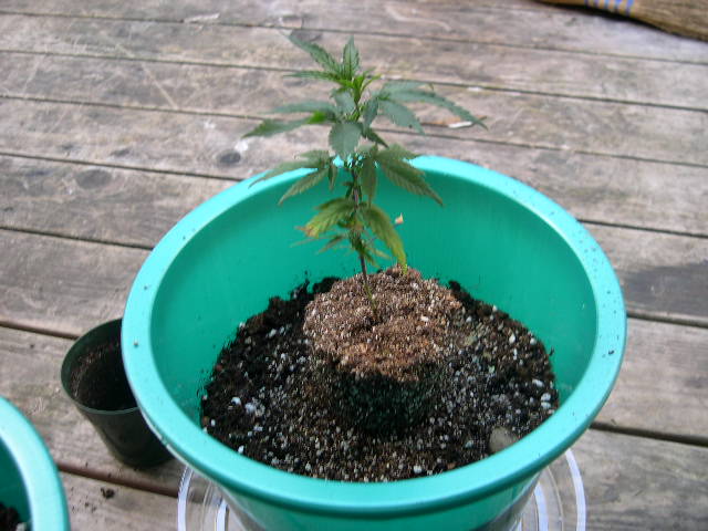 Into the 3-Gal pot she goes! Black Gold Potting Soil and a few river stones will be her new home.