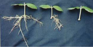 This shows cuttings taken at the same time. Auxin was applied to the left and center shoots in varying degrees (more was applied to left cutting). The shoot on the right was not treated.