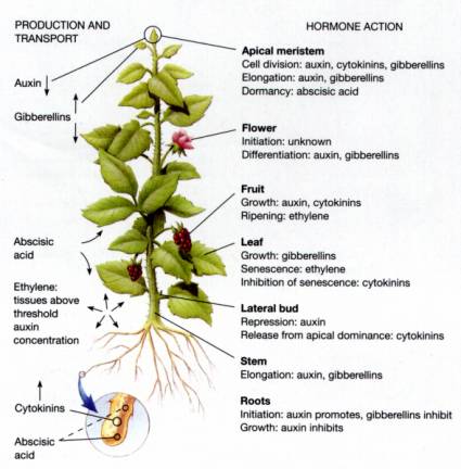 Production, Transport, and Action