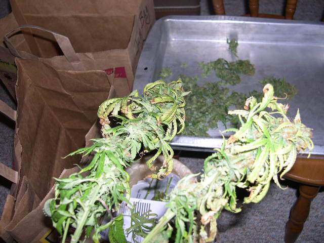 These are a couple of the lower branches from the Northern Lights #5. Bag for leaf, bag for Grade A trim (June Bag), tray for manicured buds. The maincured buds will dry in a dark closet until they are not so dank. Then they will go into paper bags for the slow dry.