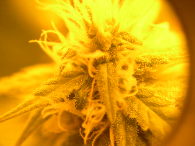 This is a macro view of a flower on the Northern Lights #5 (from seed) at 34 days of flowering. It is starting to smell fruity, and quite frosty compared to the Indigo clones.