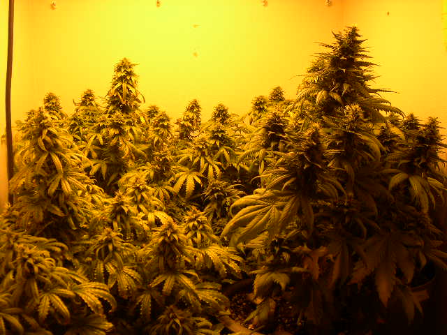 NL #5 pistils are at about 30% amber, and I will flush the soil after it dries out from the most recent feeding. The Indigo clones are only at about 10% amber.