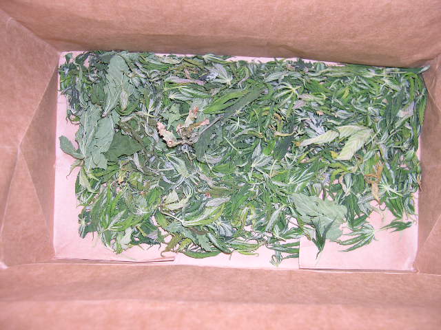 Large, discolored fan leaves get composted. The smaller, greener leaves get put into a brown paper bag for cooking, hash, smoking, etc.