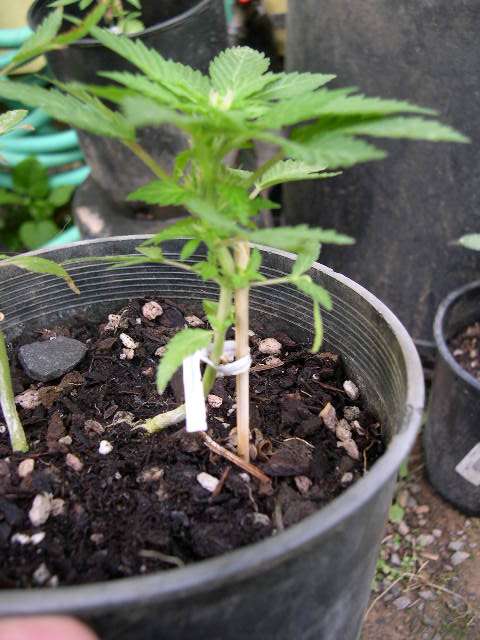 This plant is flowering at a height of five inches! This is not ordinary growth, though I'd read about it...never seen myself before now. Man, bag seed!
