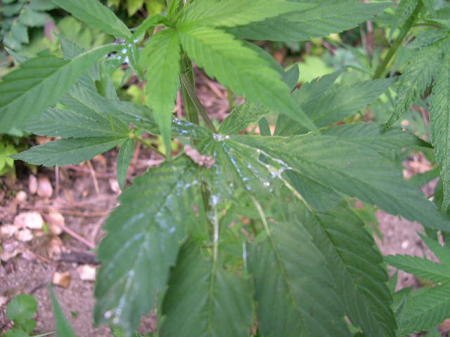 Note the slime residue. This tells us that slugs are feasting on these leaves.