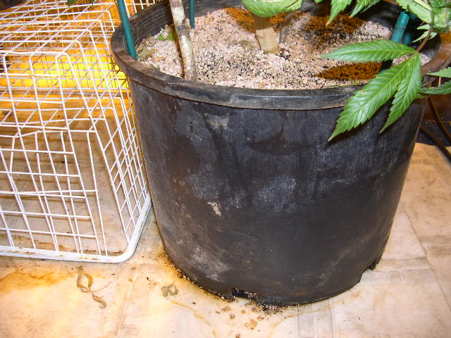 PG wants his plants to finish at about 5' tall so he has them growing in 5 gallon pots. He has linoleum stretched across carpeting.