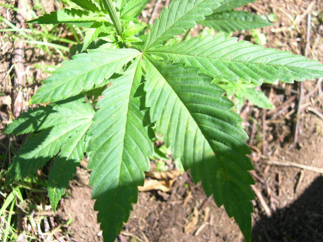 PG vegged these indoors long enough to get some size, but they also contracted spider mites. This outdoor crop has now introduced spider mites to an otherwise sterile environment. We'll see how nature calls this one.