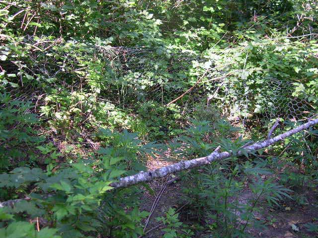 Deer ate one of PG's plants, so PG tracked himself a deer to find how they were coming into the garden. He then put up some chicken wire to prevent large herbivores from eating his 'salads'. He also has urine, dog feces and garlick in all his outdoor gardens.