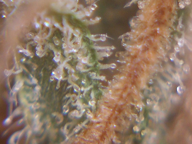 Trichome close-ups rock!