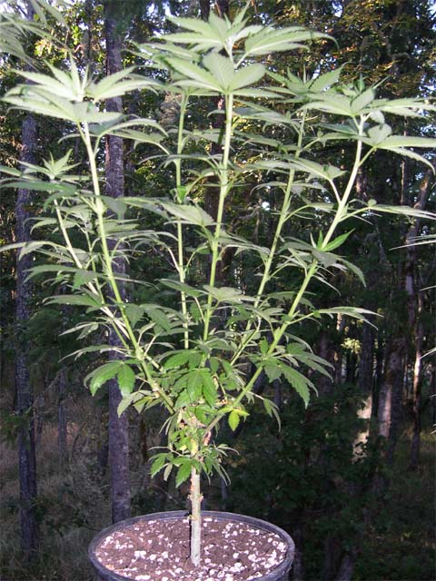 The days have gotten short enough that this plant is flowering outside. It has just started the 2-week stretch.