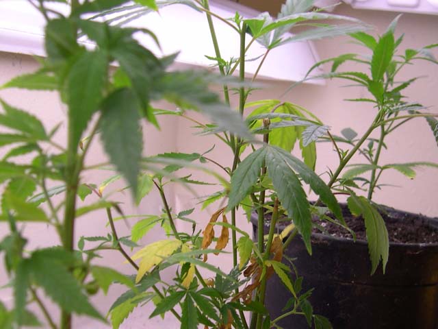 Female donor plants, AKA: mothers. You can see where I just took cuttings to root.