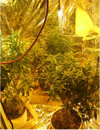 for their fourth grow cycle 1100 watts. the plants are about four feet tall and two weeks before flowering cycle