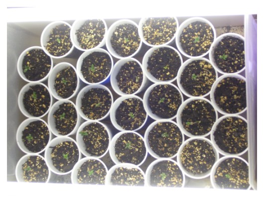 after the infestation, i destroyed my plants, sterilized the room and have these 32 new sprouts  going for s.o.g.