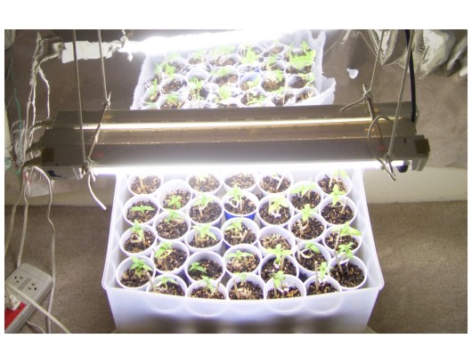 thirty unknown sexes from seed just before transplant