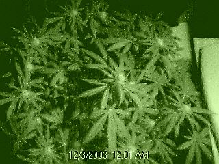 20 days flower