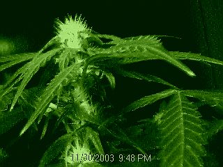 20 days flower