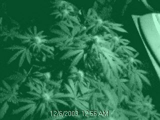 23days flower