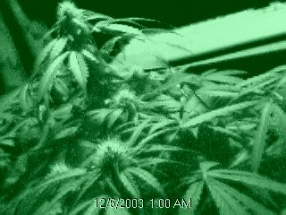 23days flower